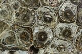 Polished Fossil Coral (Actinocyathus) - Morocco #110560-1